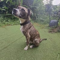 Sanson, chien à adopter