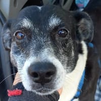Papy, chien à adopter