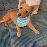 Croquette, chienne à adopter