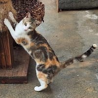 Fröhliche Katze Virginia, Katze zur Adoption