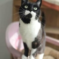 Süßer, älterer Kater Felix, Kater zur Adoption