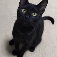 Junge verspielte Katze Baghera, Katze zur Adoption