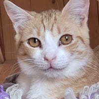 Chata - zarte, sanfte Kätzin, Katze zur Adoption