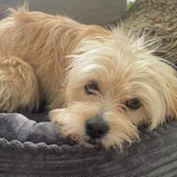 Käthe💕wartet in 18198 Kritzmow, Hündin zur Adoption