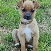 Süße Mia, Hündin zur Adoption