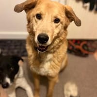 Rüde Charly sucht ein Zuhause, Hund zur Adoption