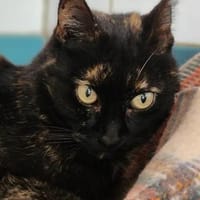 Liebevolle Katze Rebeca, Katze zur Adoption