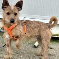 Aton ein lustiger Geselle, Hund zur Adoption