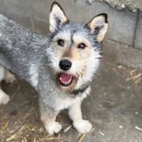 Nixa, Hündin zur Adoption