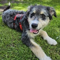 Hündin Ivy sucht ein Zuhause, Hündin zur Adoption