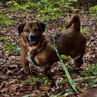 Rudi: Kurzbeinig, charmant und...., Hund zur Adoption