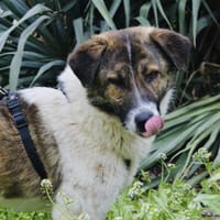 Darius, loyal, lebensfroh, unkompliziert, Hund zur Adoption