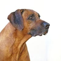 Don sucht ein Zuhause, Hund zur Adoption