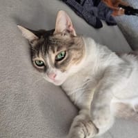 Aria & Cleo  sensibles Katzenpaar sucht, Katze zur Adoption