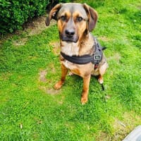 Buck ein freundliches Kerlchen, Hund zur Adoption