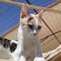 Vanilla - eine kleine Glückskatze, Katze zur Adoption