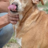 Estrella- freut sich über jede Zuwendung, Hündin zur Adoption