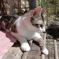 Felix - ein glücklicher Kater, Kater zur Adoption