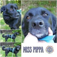 MISS PIPPA * liebevolle Grande Dame, Hündin zur Adoption