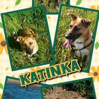 kleine liebe Katinka auf PS in 91353, Hündin zur Adoption