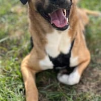 Rüde Jarvis sucht ein Zuhause, Hund zur Adoption
