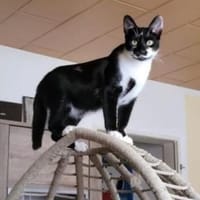 Silvia taut in der Pflegestelle auf, Katze zur Adoption