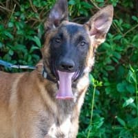 Gaia, Hündin zur Adoption
