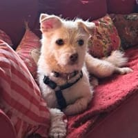 Willow💕wartet in 79271 St. Peter, Hündin zur Adoption
