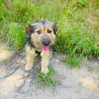 Roschka verschmust und anhänglich, Hündin zur Adoption