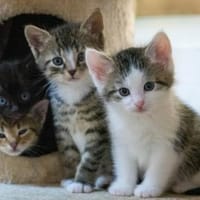 Mutti mit Kitten, Kater zur Adoption