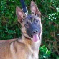 Gonzo, Hund zur Adoption