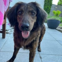 Aceto 🧡langhaariger Segugio in Pflegest, Hund zur Adoption