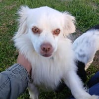 Luis sucht ein für immer Zuhause, Hund zur Adoption