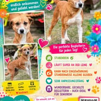 PRADA, Mix, geb. 2021, Hündin zur Adoption