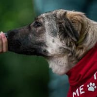 Eyra freut sich auf ihr neues Leben, Hündin zur Adoption