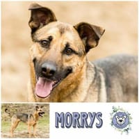 MORRYS * loyaler Herzenshund mit Charme, Hund zur Adoption