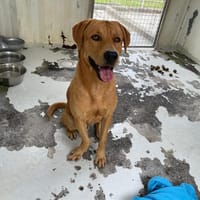 BALOU, chien à adopter