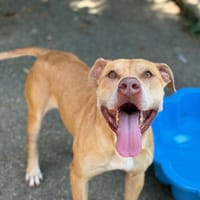 BAKI VAA, chien à adopter