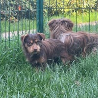 BETTY OAA20027, chienne à adopter