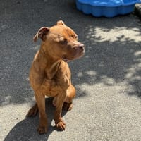 FIFTY VAA, chien à adopter