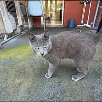 BELZEBUT, chat à adopter