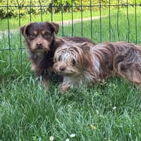 HOOPS OAA20025, chien à adopter