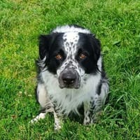 MC VEGGIE QCN, chien à adopter
