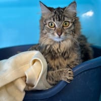 LYNX, chatte à adopter