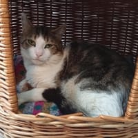 Jocelin, chat à adopter