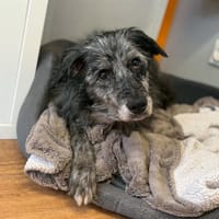 Gansta, chienne à adopter