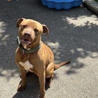 LEIKO VAA, chien à adopter