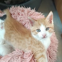 WAEL, chat à adopter