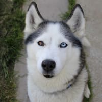 Myshka, chienne à adopter