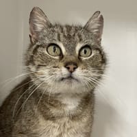 FELICIA, chatte à adopter